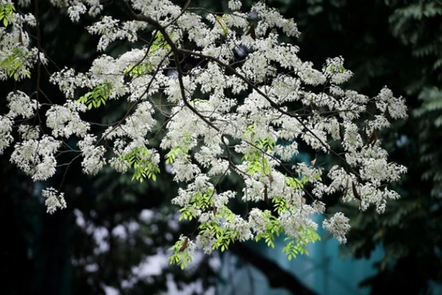 Miền Bắc nắng ráo trước khi đón thêm đợt không khí lạnh tăng cường